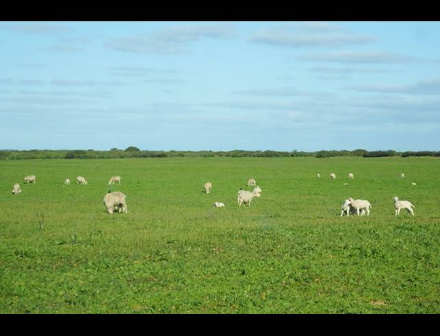 603HA FARM FOR SALE IN HOPEFIELD RURAL